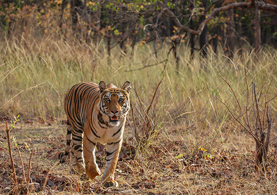 PANNA - BANDHAVGARH - 6 NIGHTS / 7 DAYS COMBO