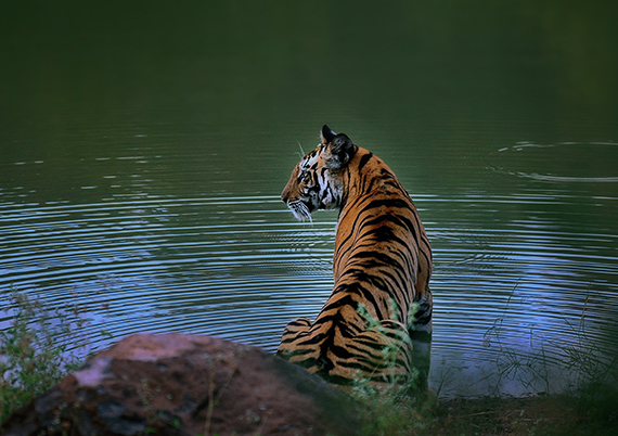 CLASSIC TIGER TRAILS - 7 NIGHTS / 8 DAYS